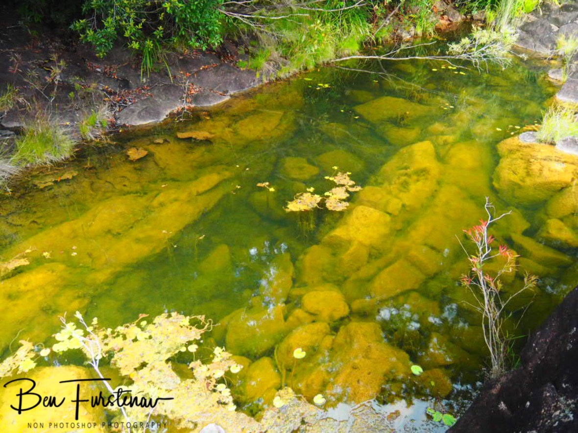 Stagnant algae pools at Atherton Tablelands, Far North Queensland, Australia