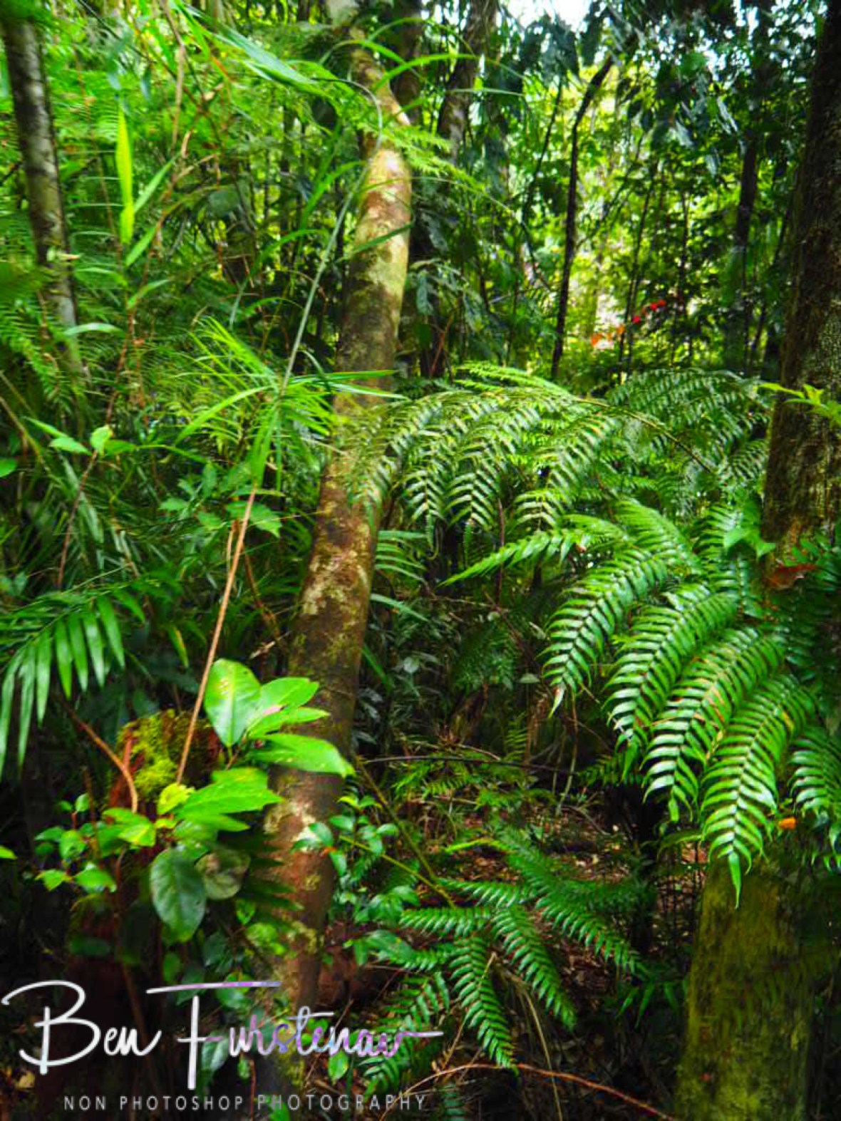 Flourish Greens at Atherton Tablelands, Far North Queensland, Australia