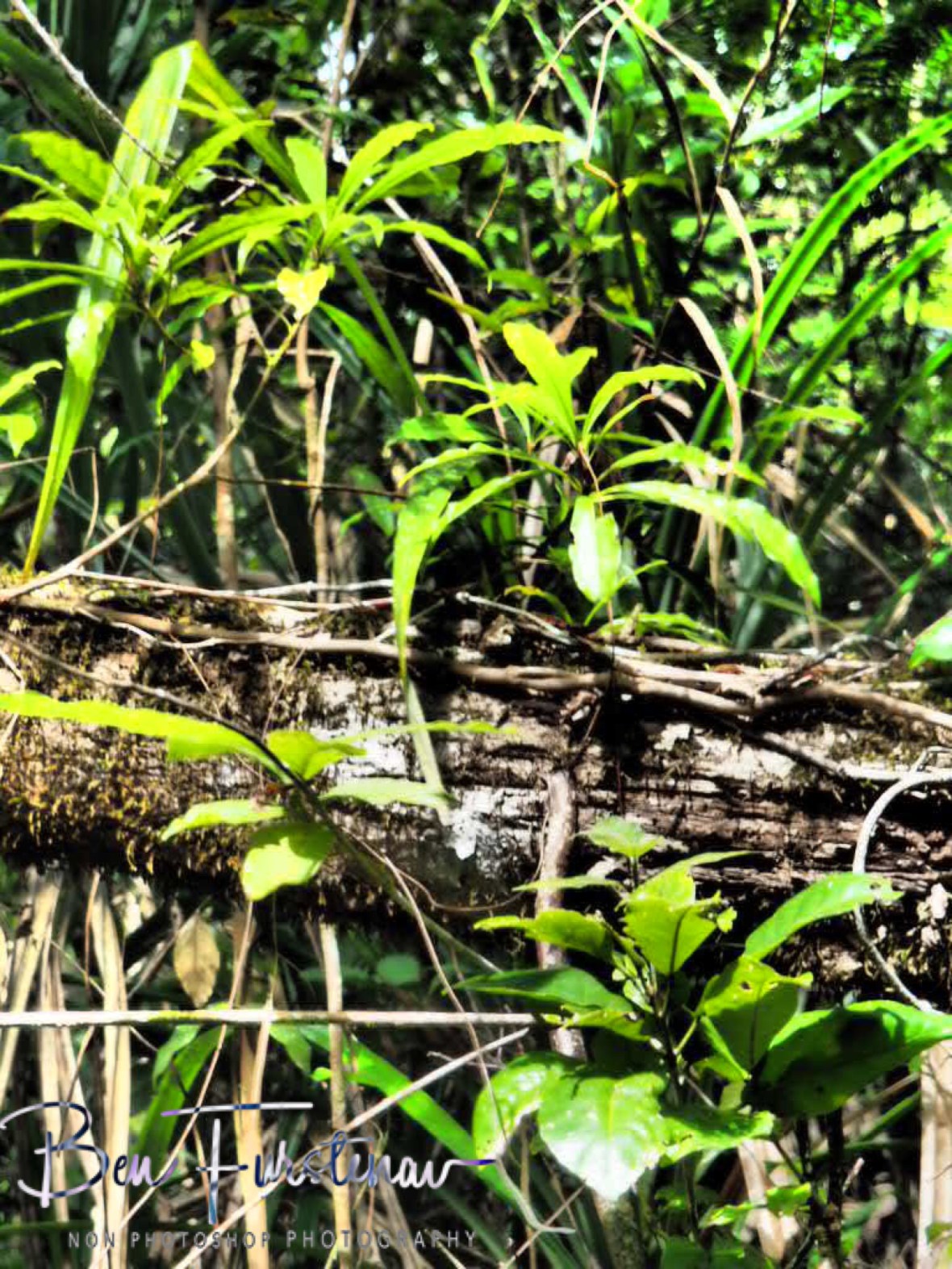 Green sprouts at Atherton Tablelands, Far North Queensland, Australia