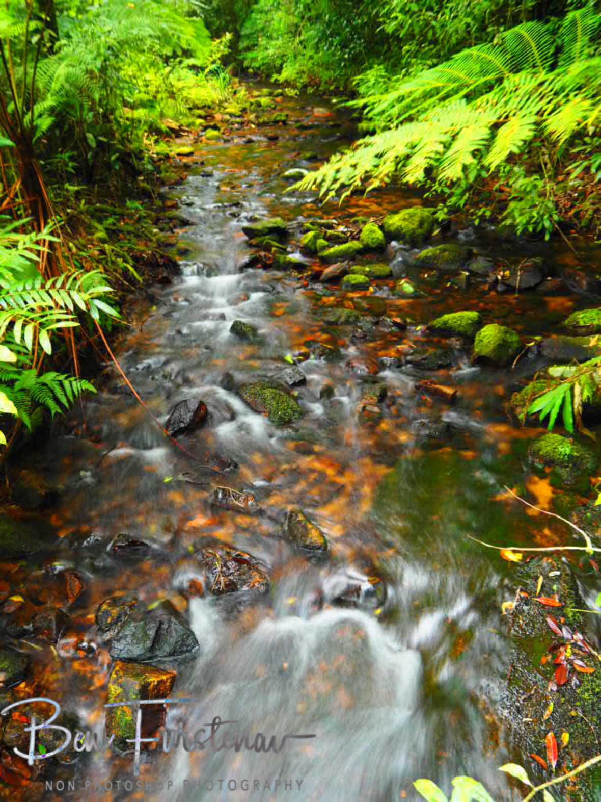 Visual diversity at Atherton Tablelands, Far North Queensland, Australia