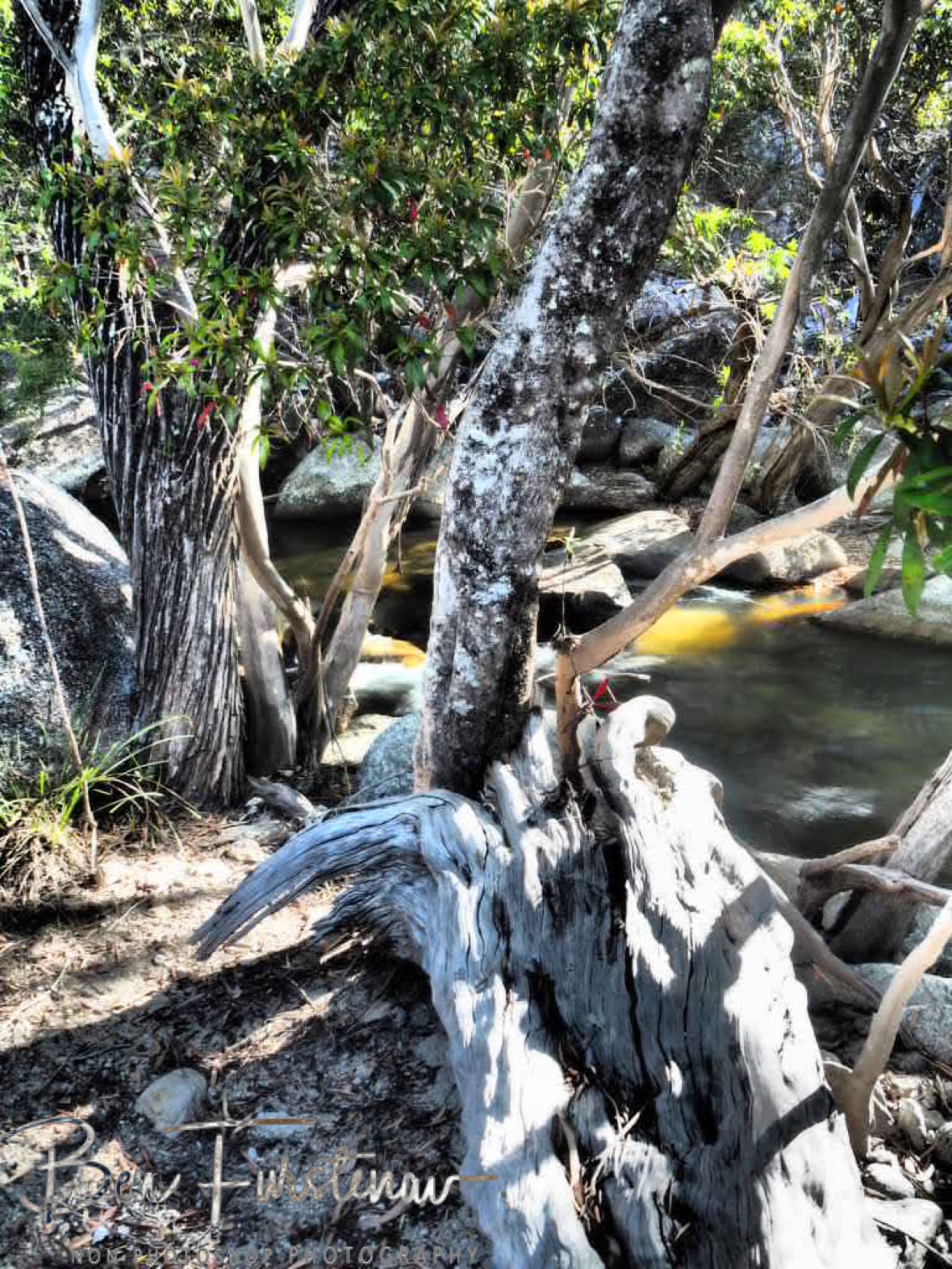 Raw and pure at Emerald Creek Falls, Atherton Tablelands, Far North Queensland, Australia
