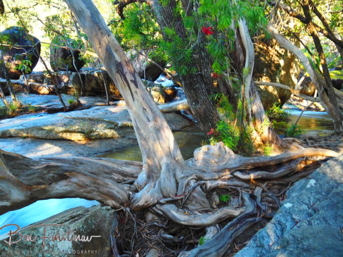 Tentacle roots at Emerald Creek Falls, Atherton Tablelands, Far North Queensland, Australia