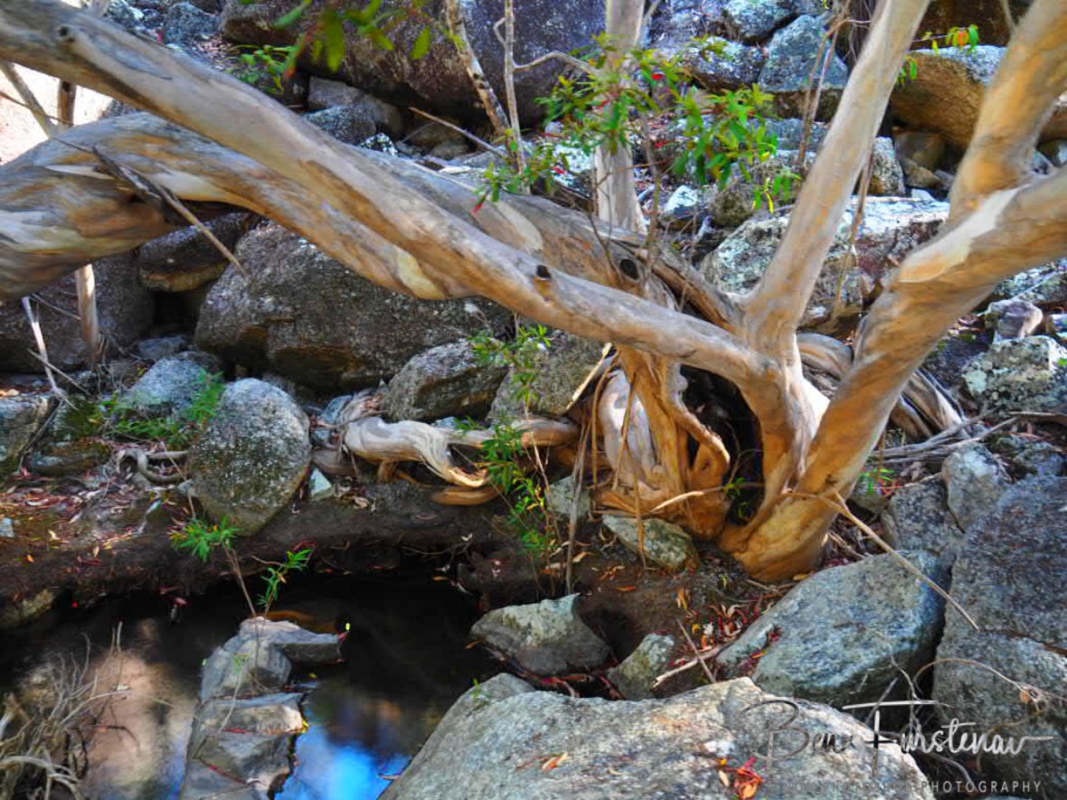 Reflecting waters at Emerald Creek Falls, Atherton Tablelands, Far North Queensland, Australia
