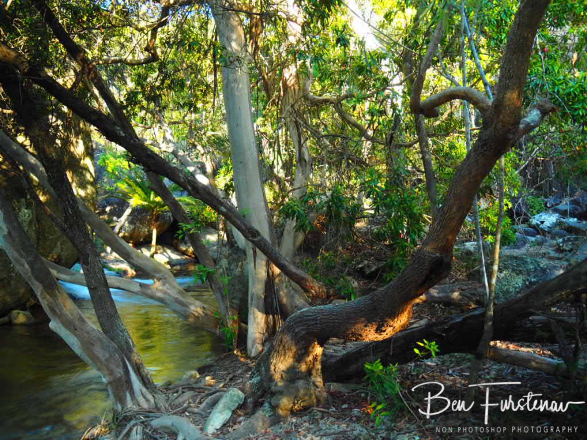 Stretching in all directions at Emerald Creek Falls, Atherton Tablelands, Far North Queensland, Australia
