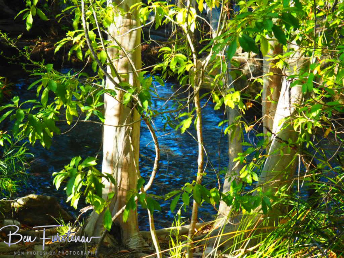 Fresh green lifeline at Emerald Creek Falls, Atherton Tablelands, Far North Queensland, Australia