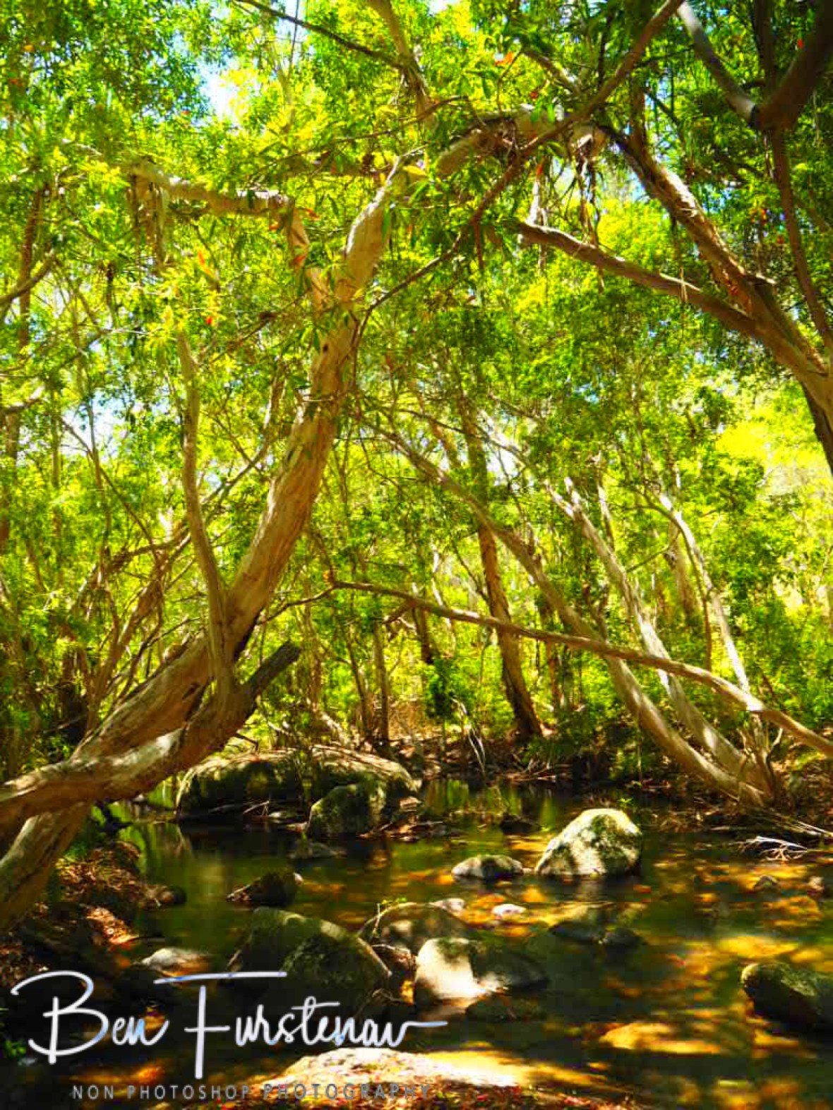 Blending nature at Davies Creek Falls, Atherton Tablelands, Far North Queensland, Australia 