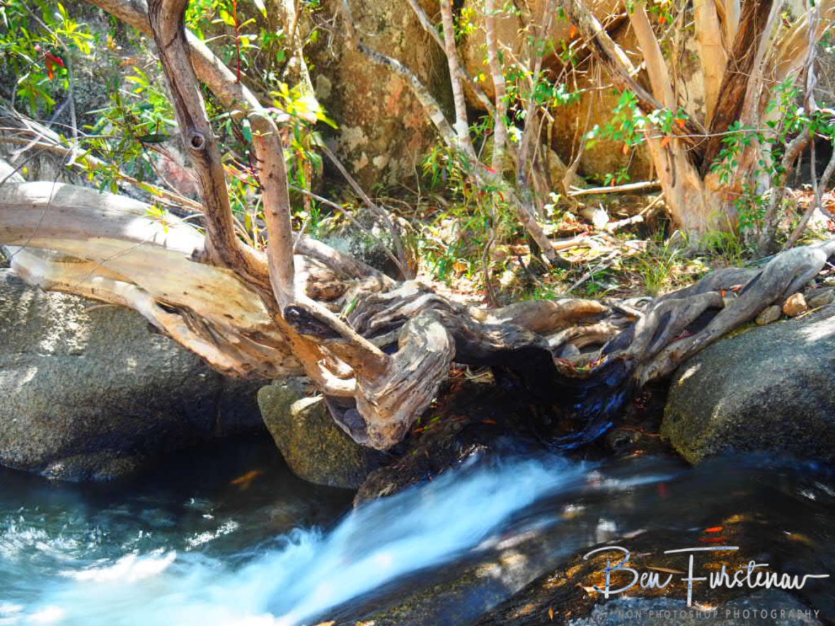 Gumtree magic at Davies Creek Falls, Atherton Tablelands, Far North Queensland, Australia 