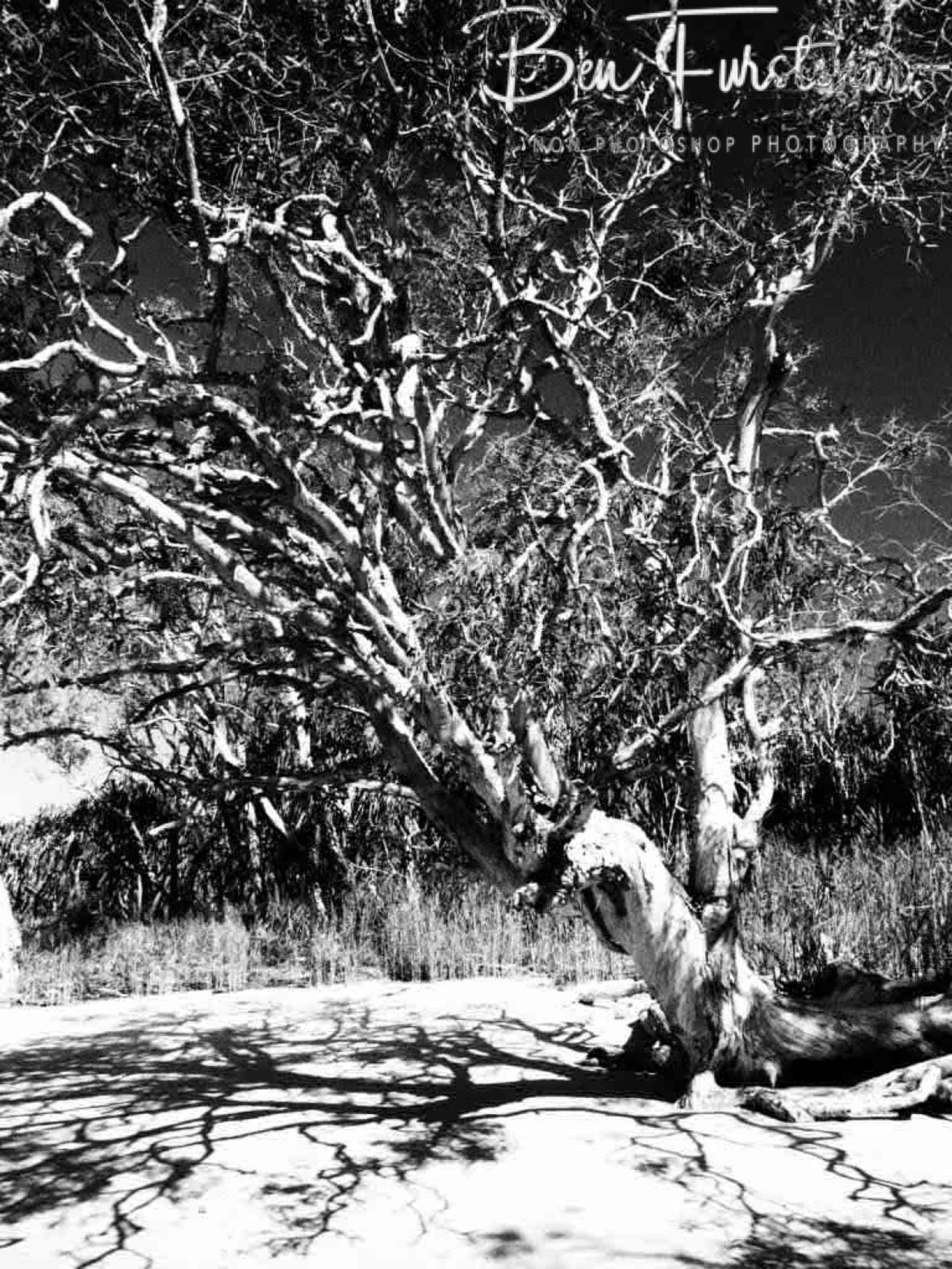 Ghostly Eucalyptus at Elim Beach, Cape York Peninsula, Far North Queensland, Australia