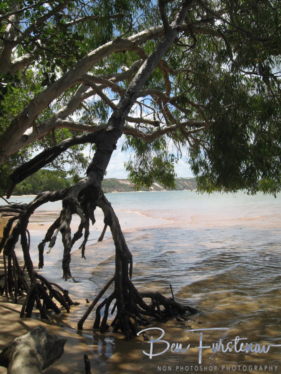 Mangrove Sanctuary at Elim Beach, Cape York Peninsula, Far North Queensland, Australia
