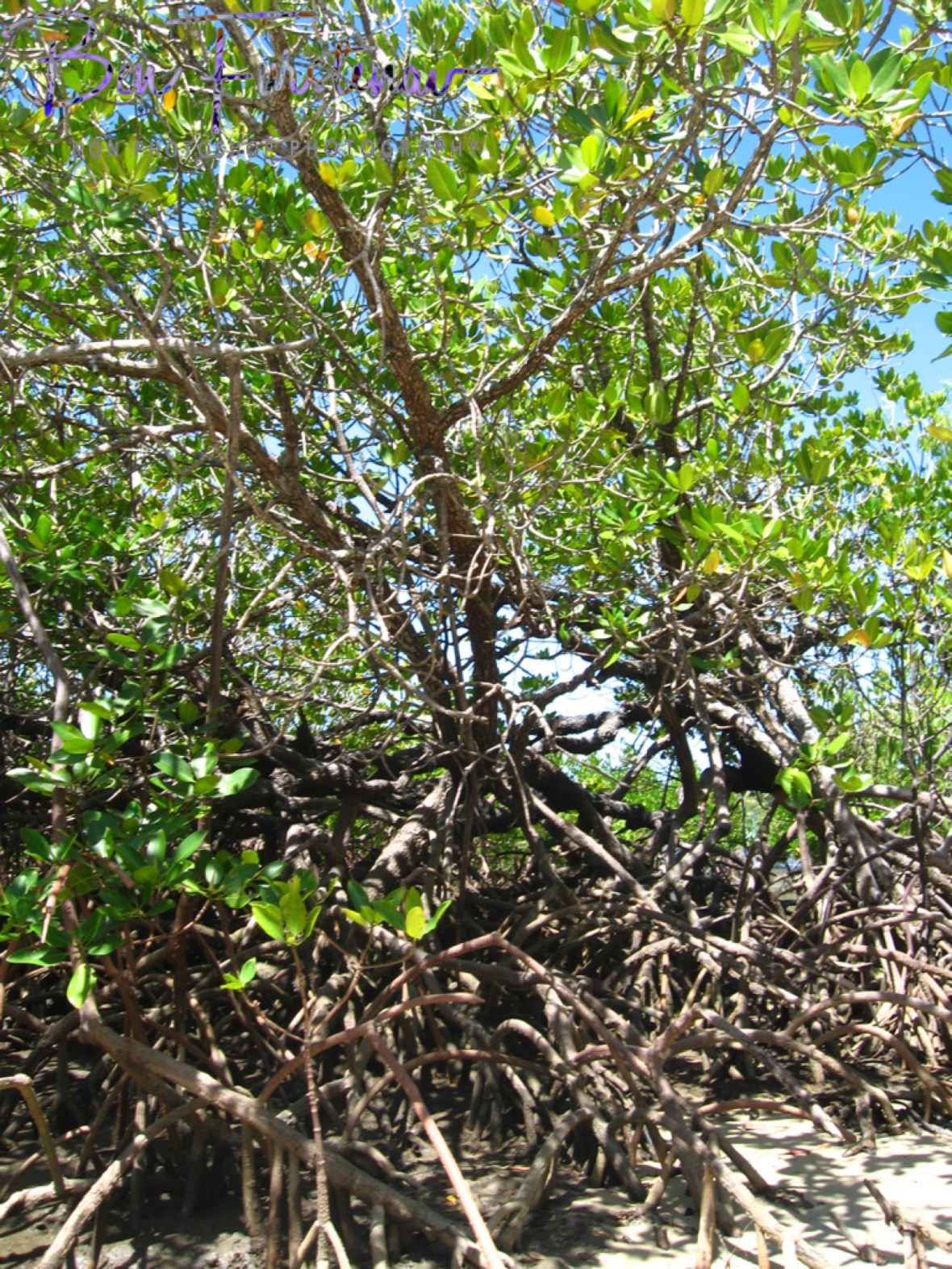 Perfect resting and nesting area at Elim Beach, Cape York Peninsula, Far North Queensland, Australia