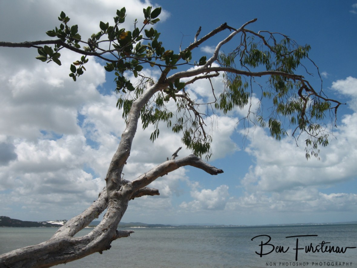 Eucalyptus reaching to the skies above  at Elim Beach, Cape York Peninsula, Far North Queensland, Australia