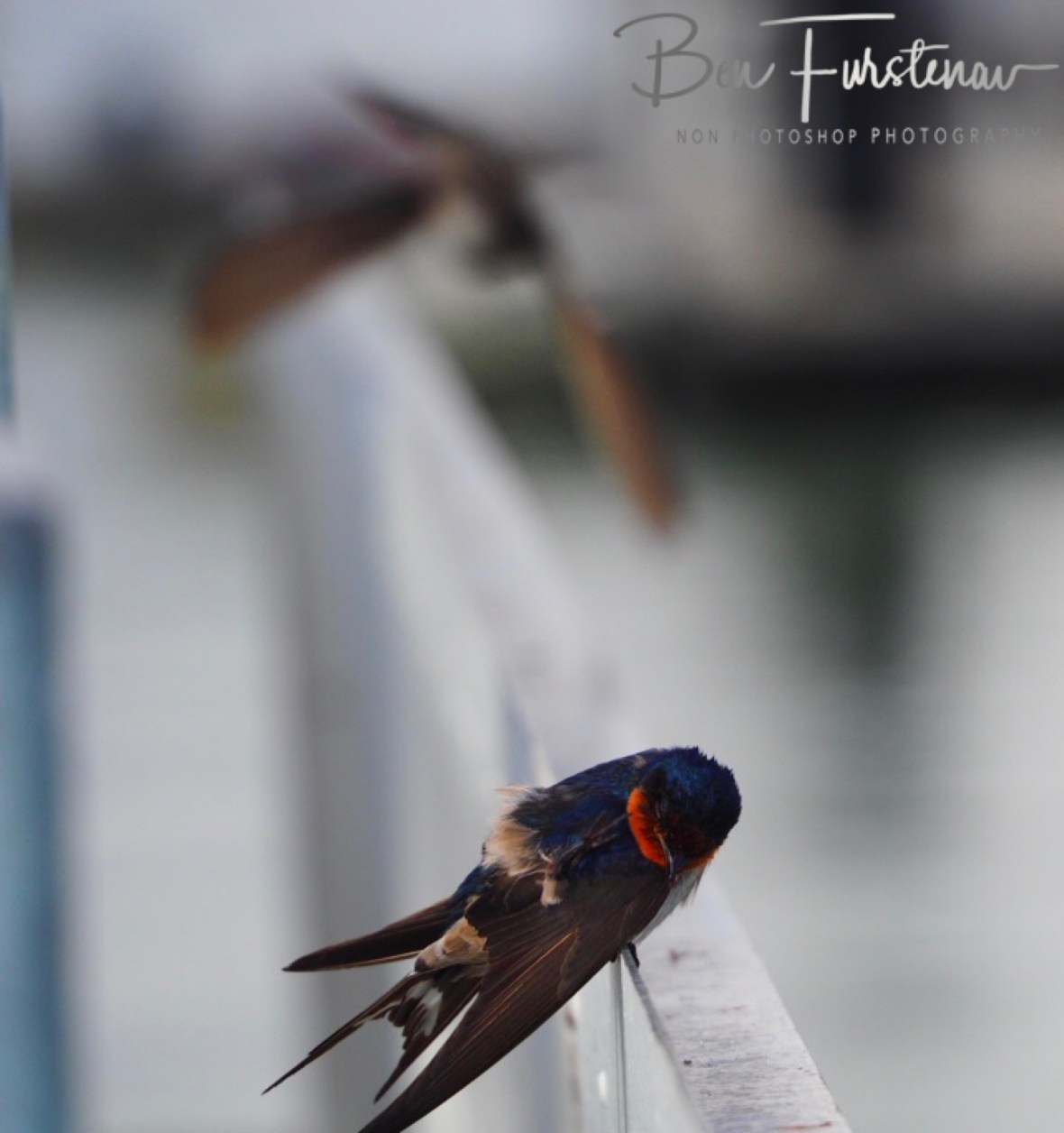 Great photo in many ways at Port Douglas, Tropical Queensland, Australia