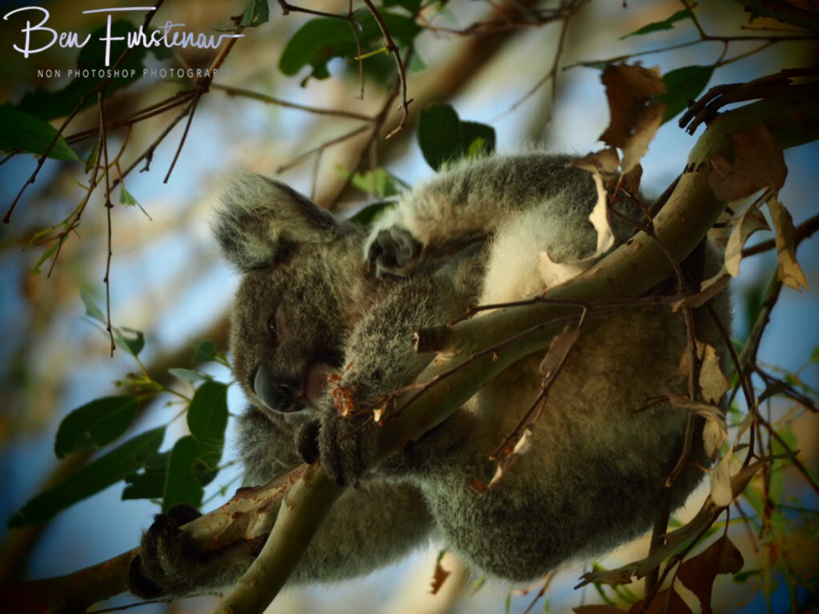 Koalas leaf here at Woodburn, Northern New South Wales, Australia 