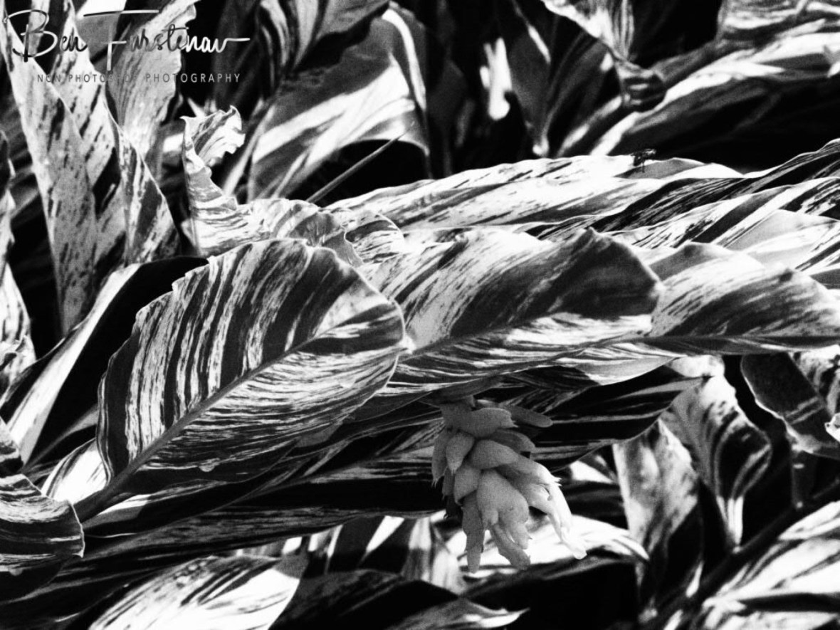 Black and white view at Port Douglas, Tropical Queensland, Australia