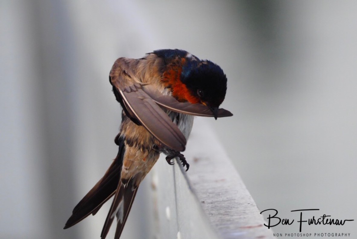 Individual feather clean at Port Douglas, Tropical Queensland, Australia
