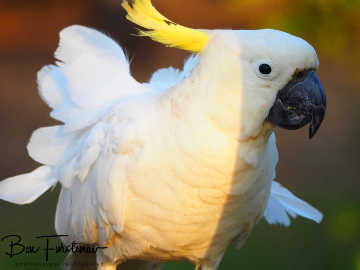 White cockatoo at Central Queensland, Australia 