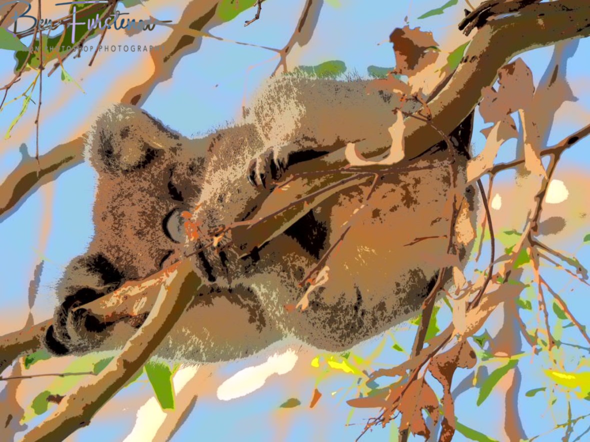 Sleepy koala at Woodburn, Northern New South Wales, Australia