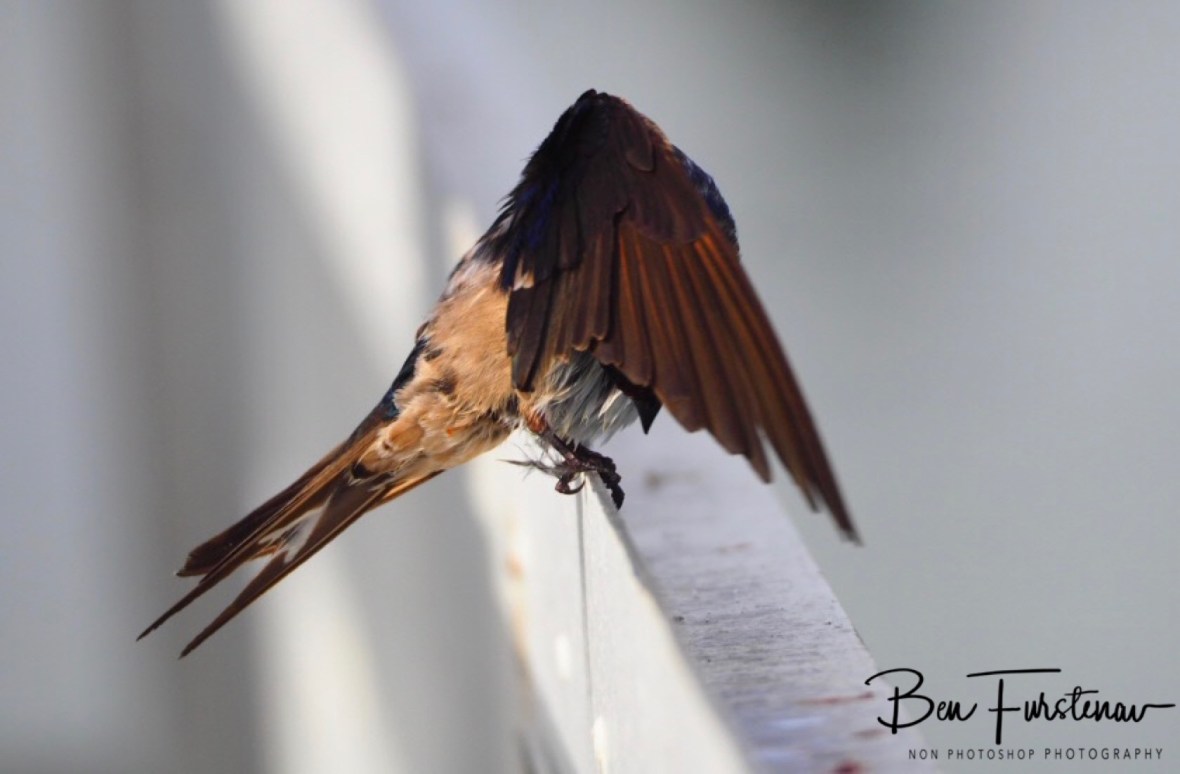 Right wing up at Port Douglas, Tropical Queensland, Australia