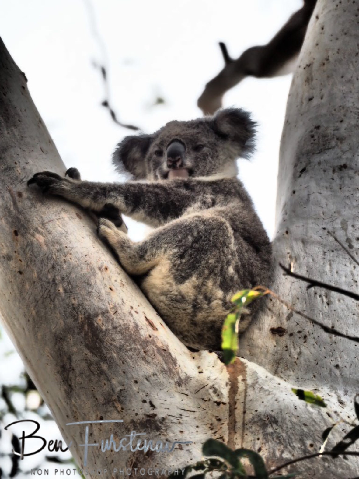 Koala with Antlers at Woodburn, Northern New South Wales, Australia 