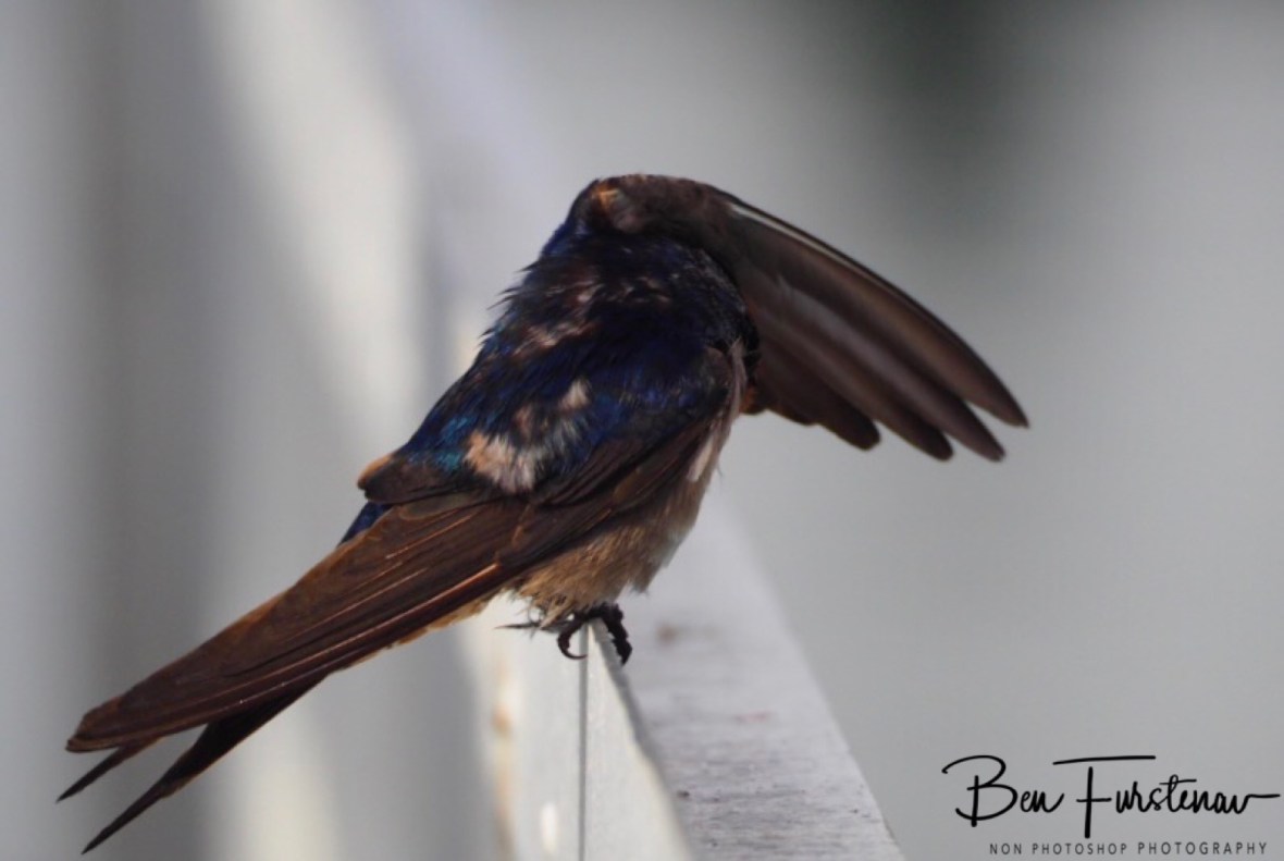 Left wing up at Port Douglas, Tropical Queensland, Australia