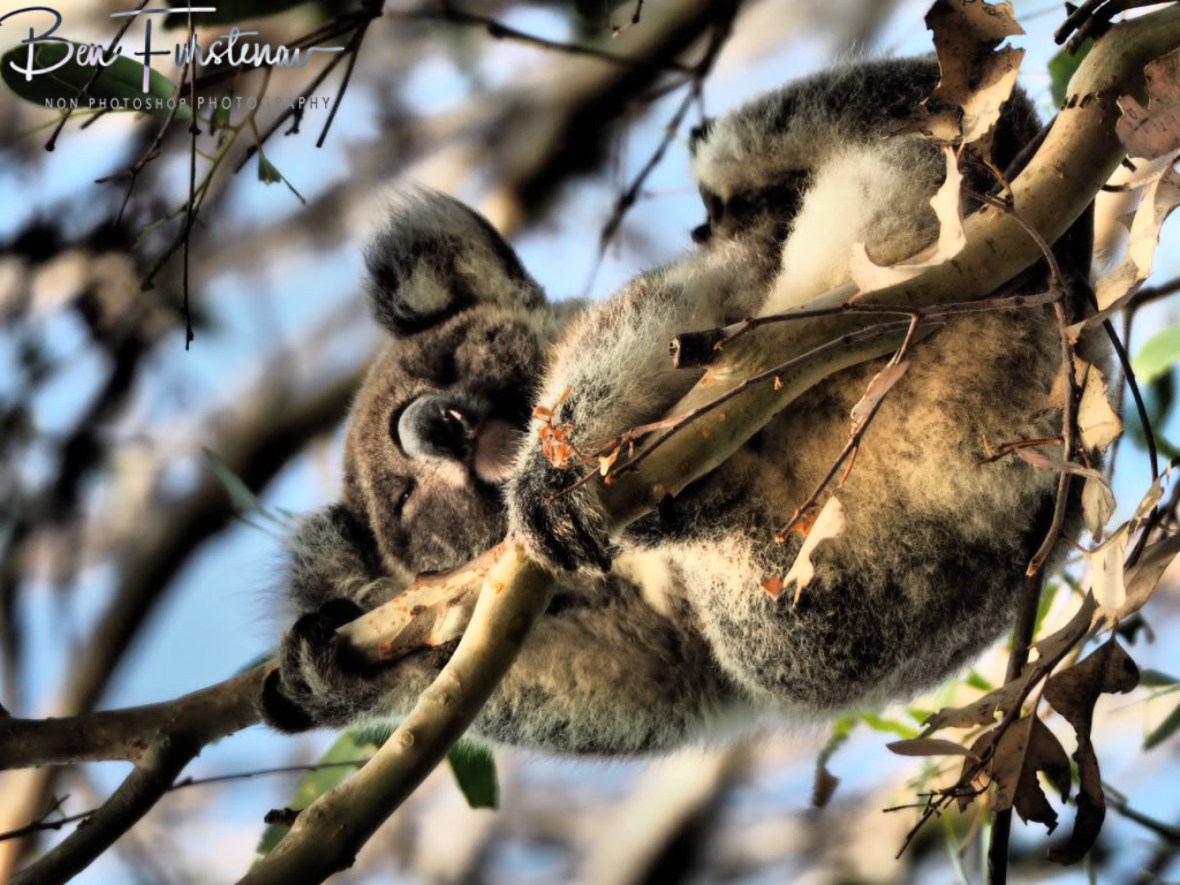 Not quite awake, but in a different position, Woodburn, Northern New South Wales, Australia 