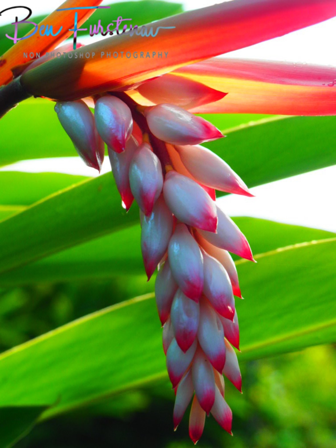 Colourful display at Port Douglas, Tropical Queensland, Australia
