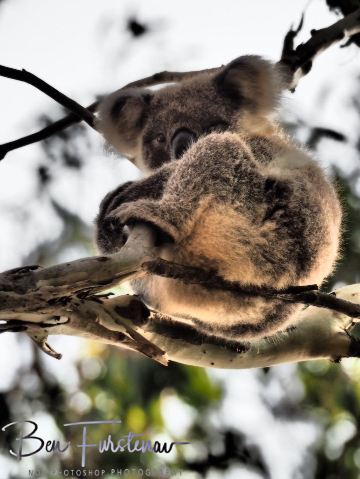 Cute but tired at Woodburn, Northern New South Wales, Australia 