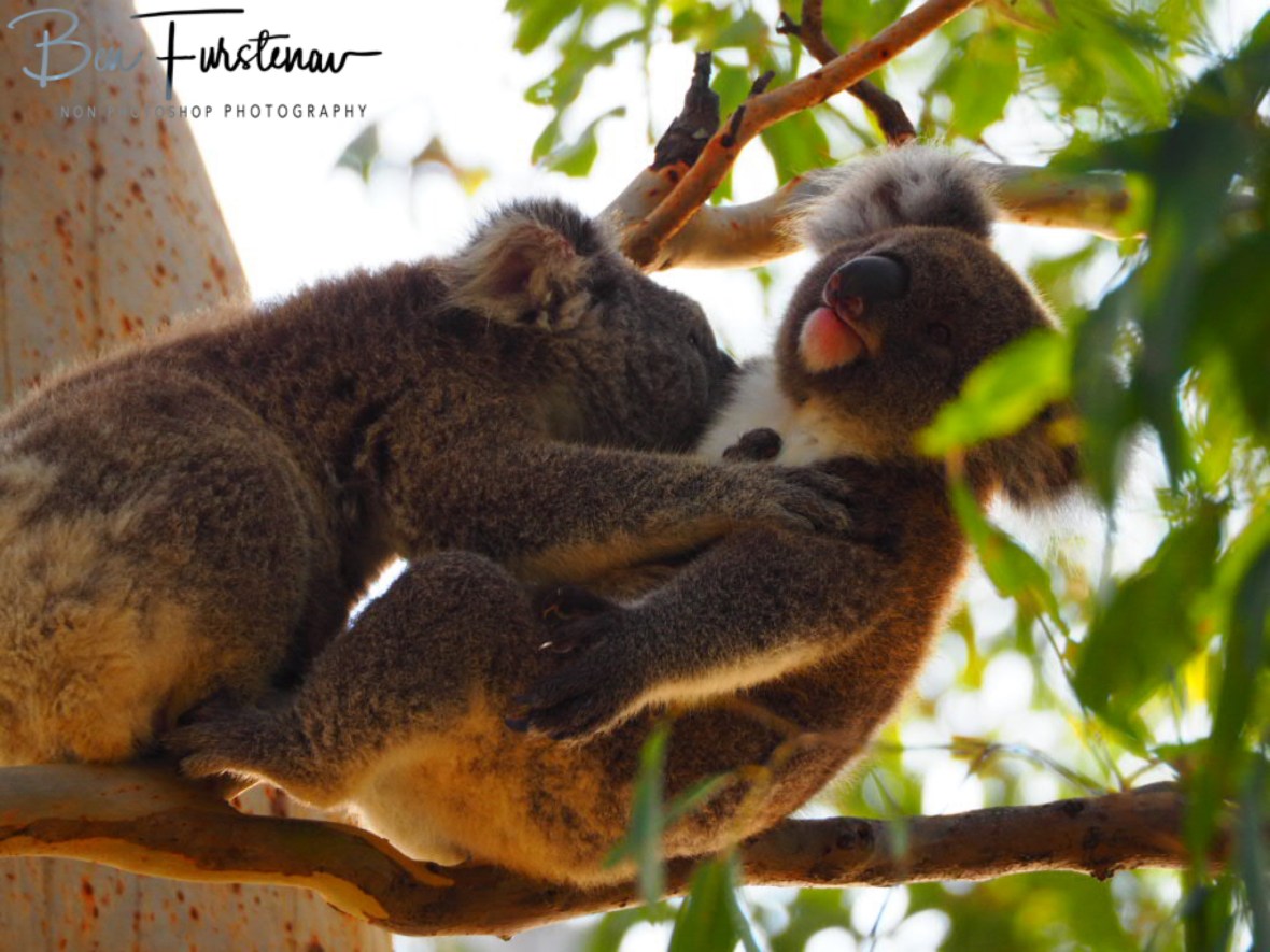 Nutritional food source at Woodburn, Northern New South Wales, Australia