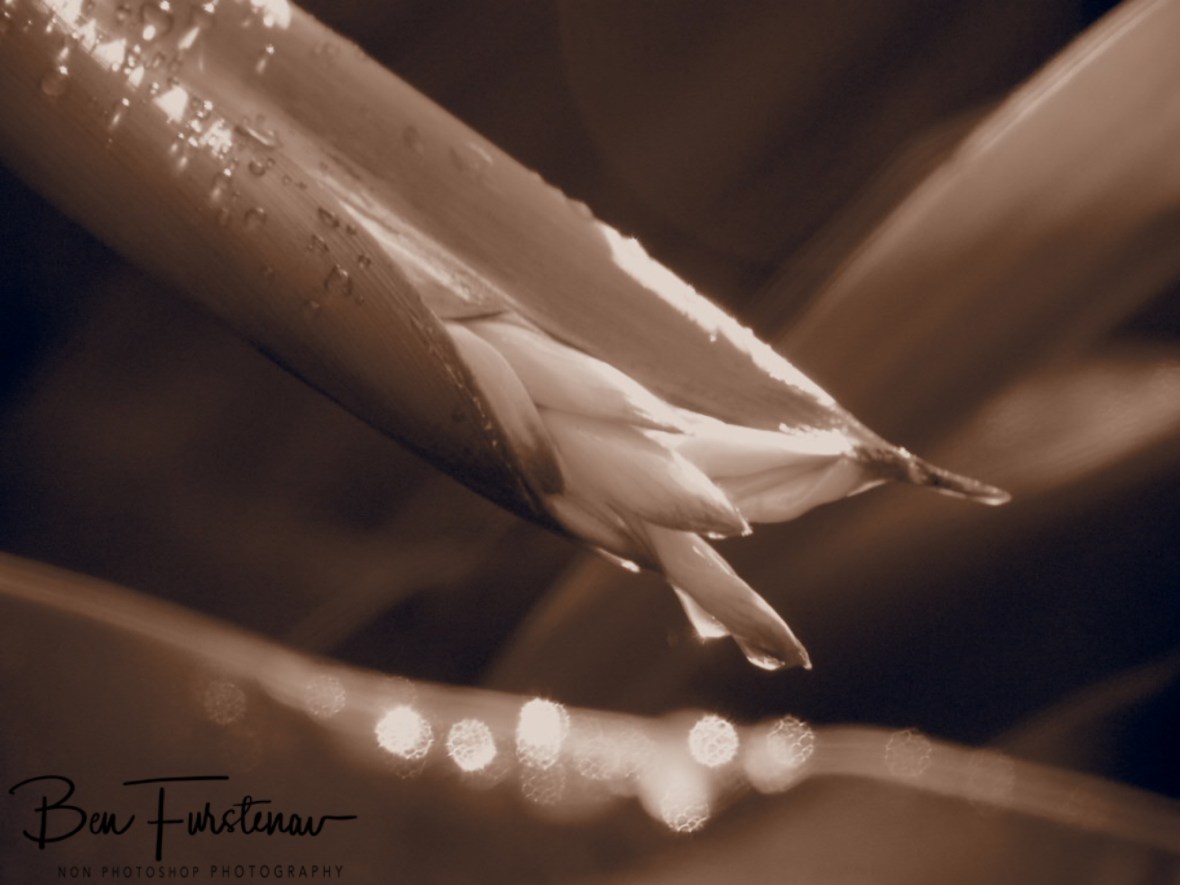 Aperture in action at Port Douglas, Tropical Queensland, Australia