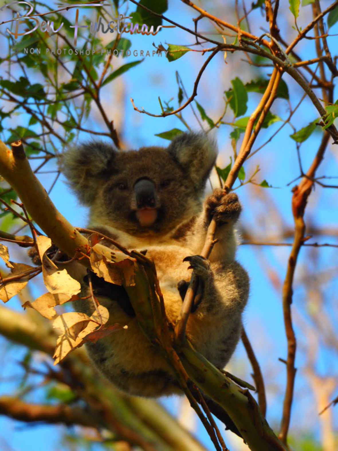 perfect scenario in perfect surroundings at Woodburn, Northern New South Wales, Australia