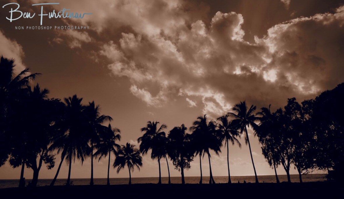 Palm tree line up at Port Douglas, Tropical Queensland, Australia