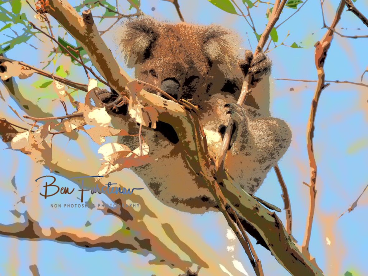 Still a little sleepy at Woodburn, Northern New South Wales, Australia