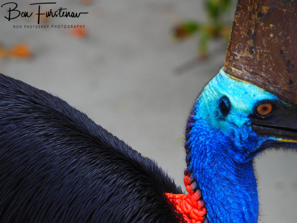 Australia’s biggest and oldest bird at Etti Beach, Tropical Queensland, Australia 
