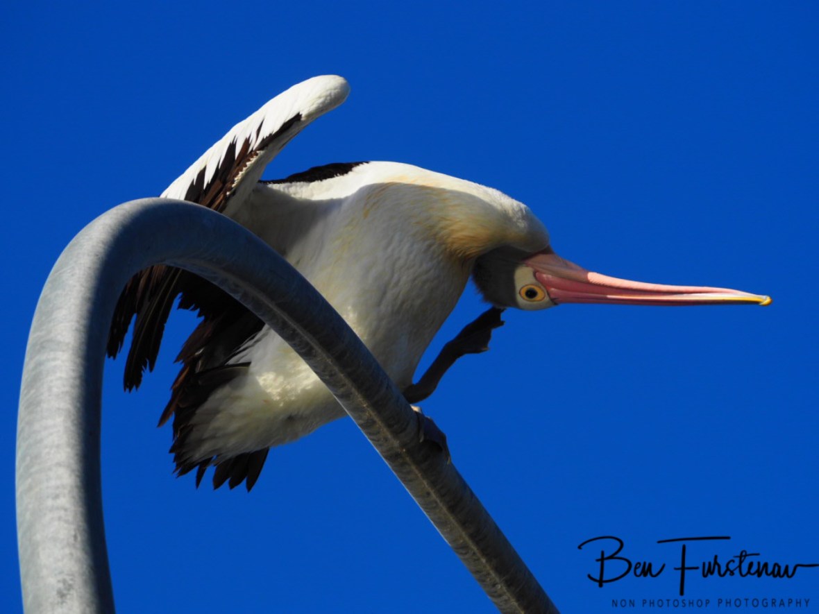 Scratching heads in Australia, Northern New South Wales 