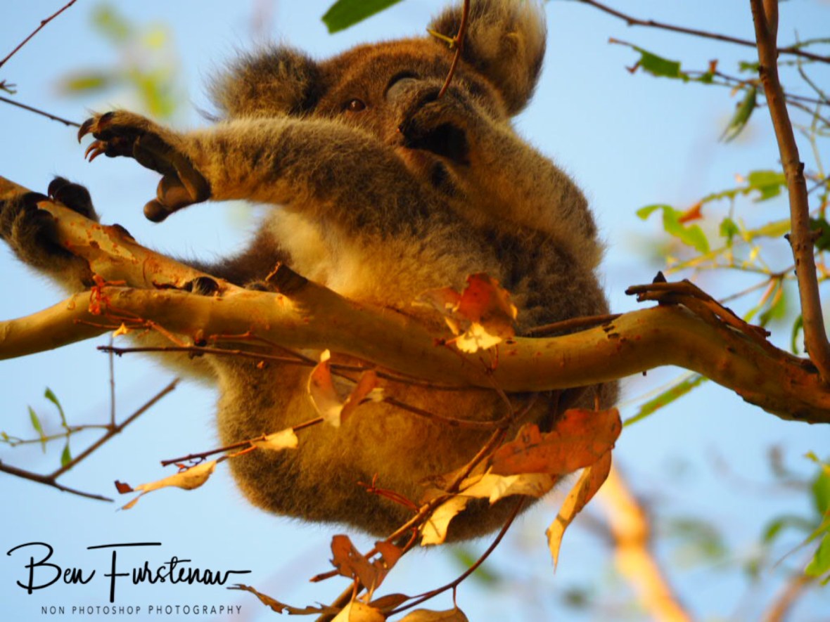 Energy power leaf at Woodburn, Northern New South Wales, Australia