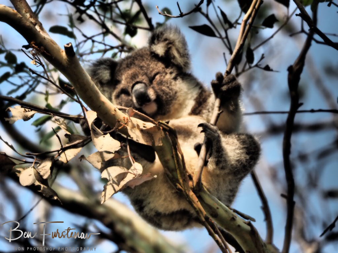 Bluey Bear more awake? at Woodburn, Northern New South Wales, Australia