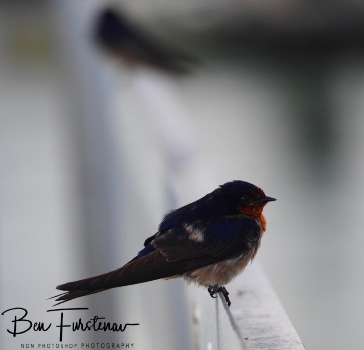 Sharp and blurry at Port Douglas, Tropical Queensland, Australia
