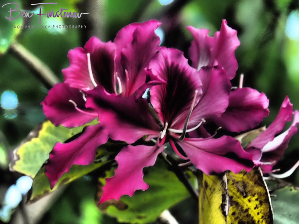 Close up focus at Port Douglas, Tropical Queensland, Australia