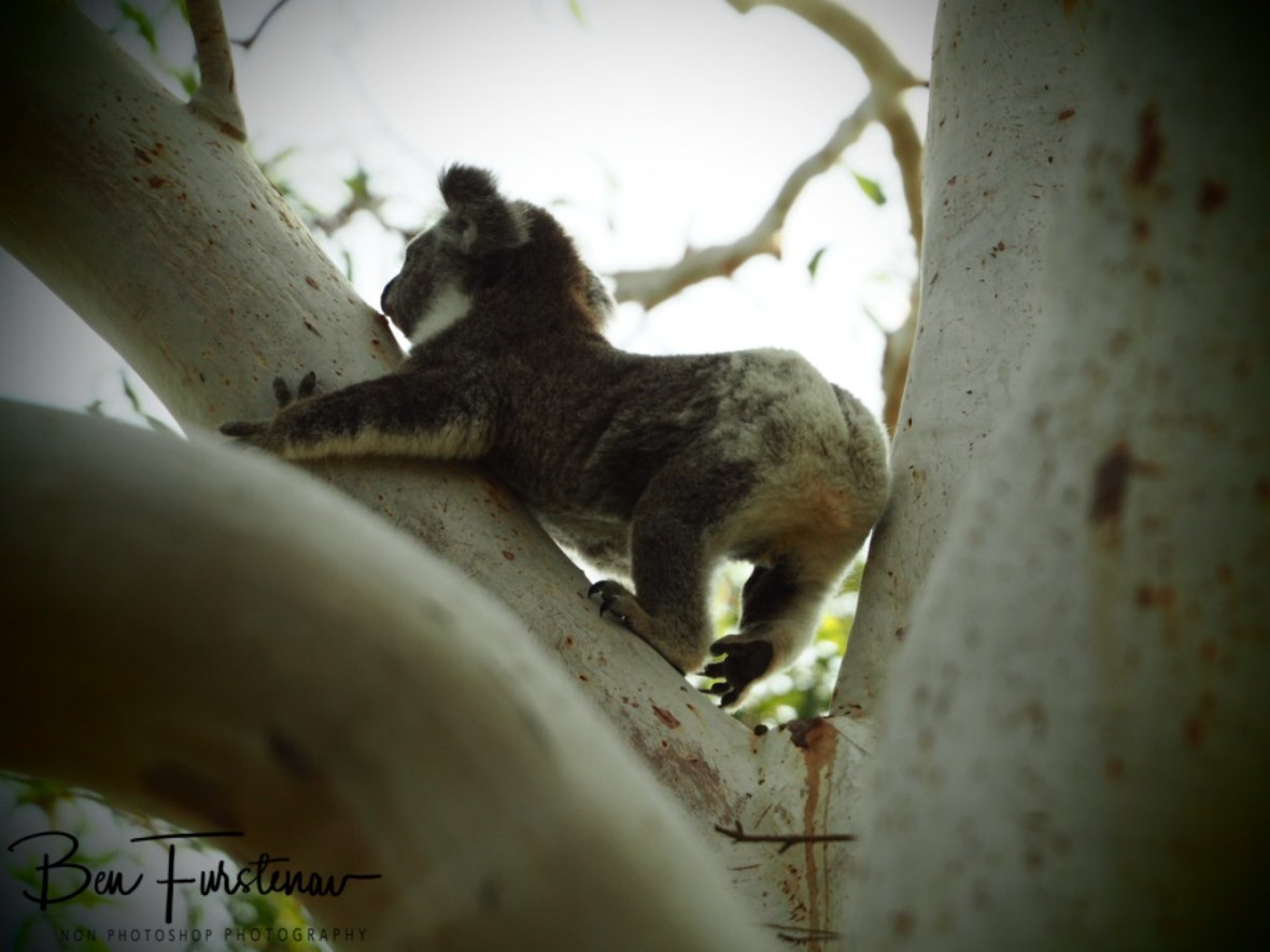 Koala-robics at Woodburn, Northern New South Wales, Australia 