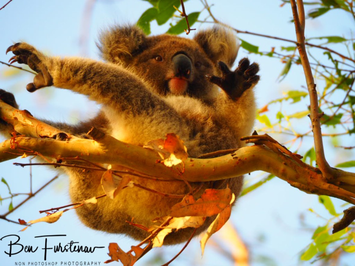 High Five at Woodburn, Northern New South Wales, Australia 