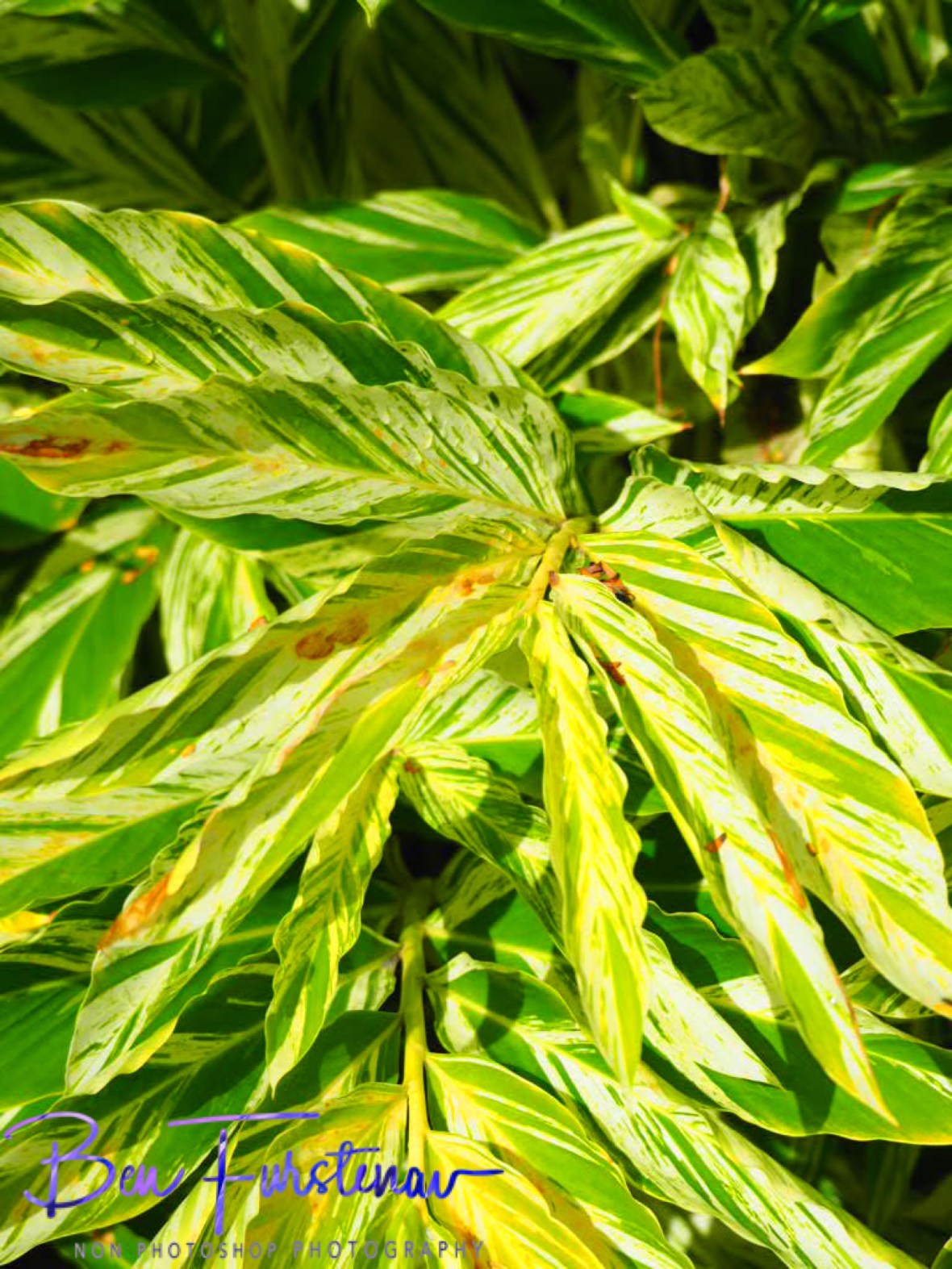 Resourceful resorts at Port Douglas, Tropical Queensland, Australia