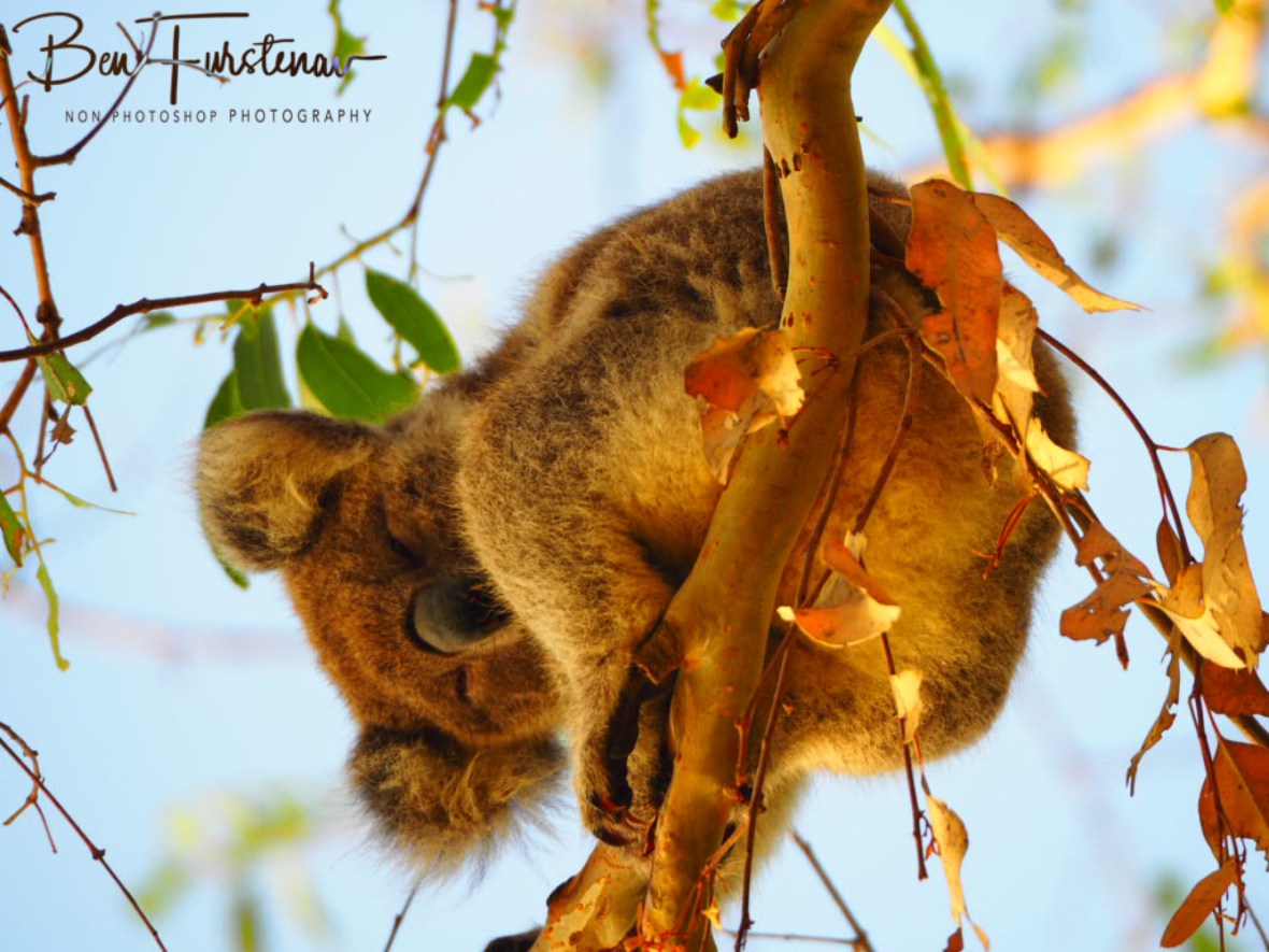 trying to keep his eyes on me wasn’t easy, Woodburn, Northern New South Wales, Australia