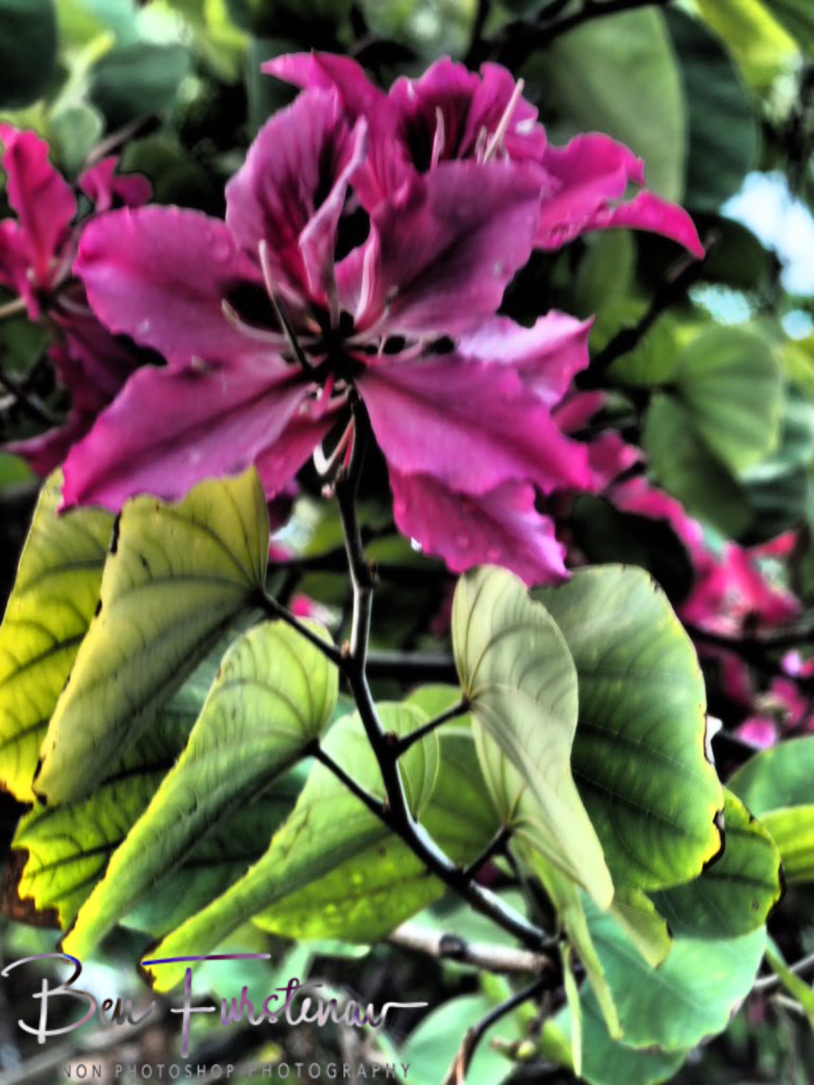 Dramatic view at Port Douglas, Tropical Queensland, Australia