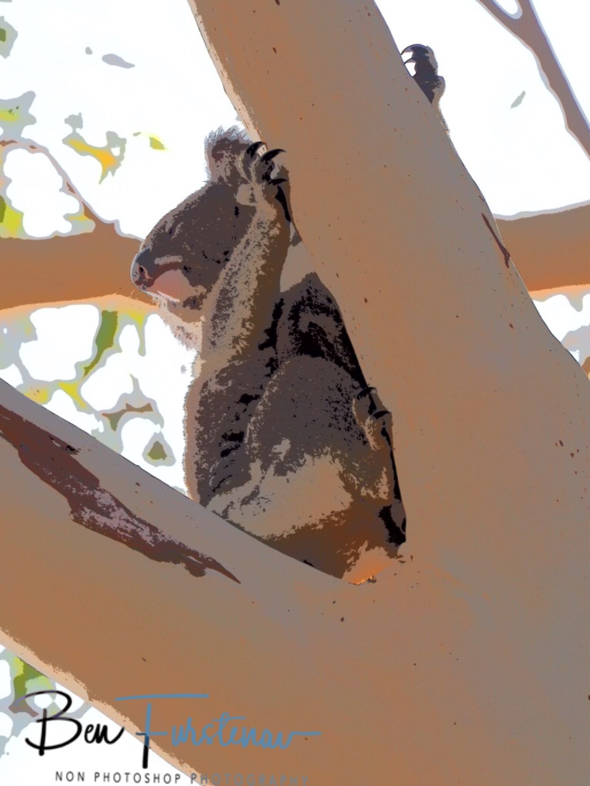 Funtastic entertainment at Woodburn, Northern New South Wales, Australia 