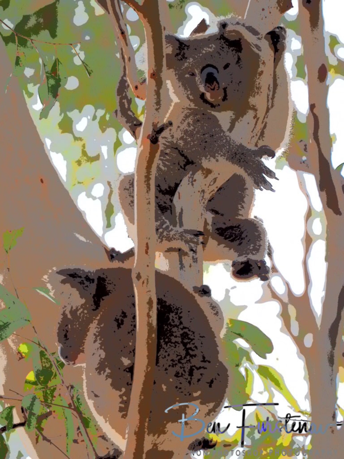 Sulking suckling at Woodburn, Northern New South Wales, Australia 