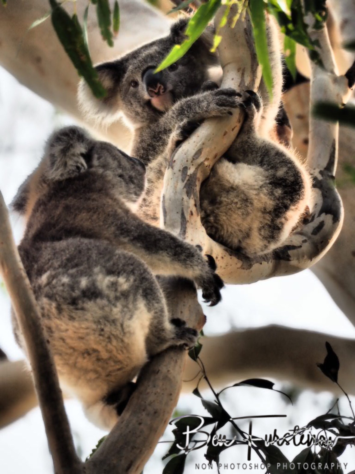 Happy reunion at Woodburn, Northern New South Wales, Australia 