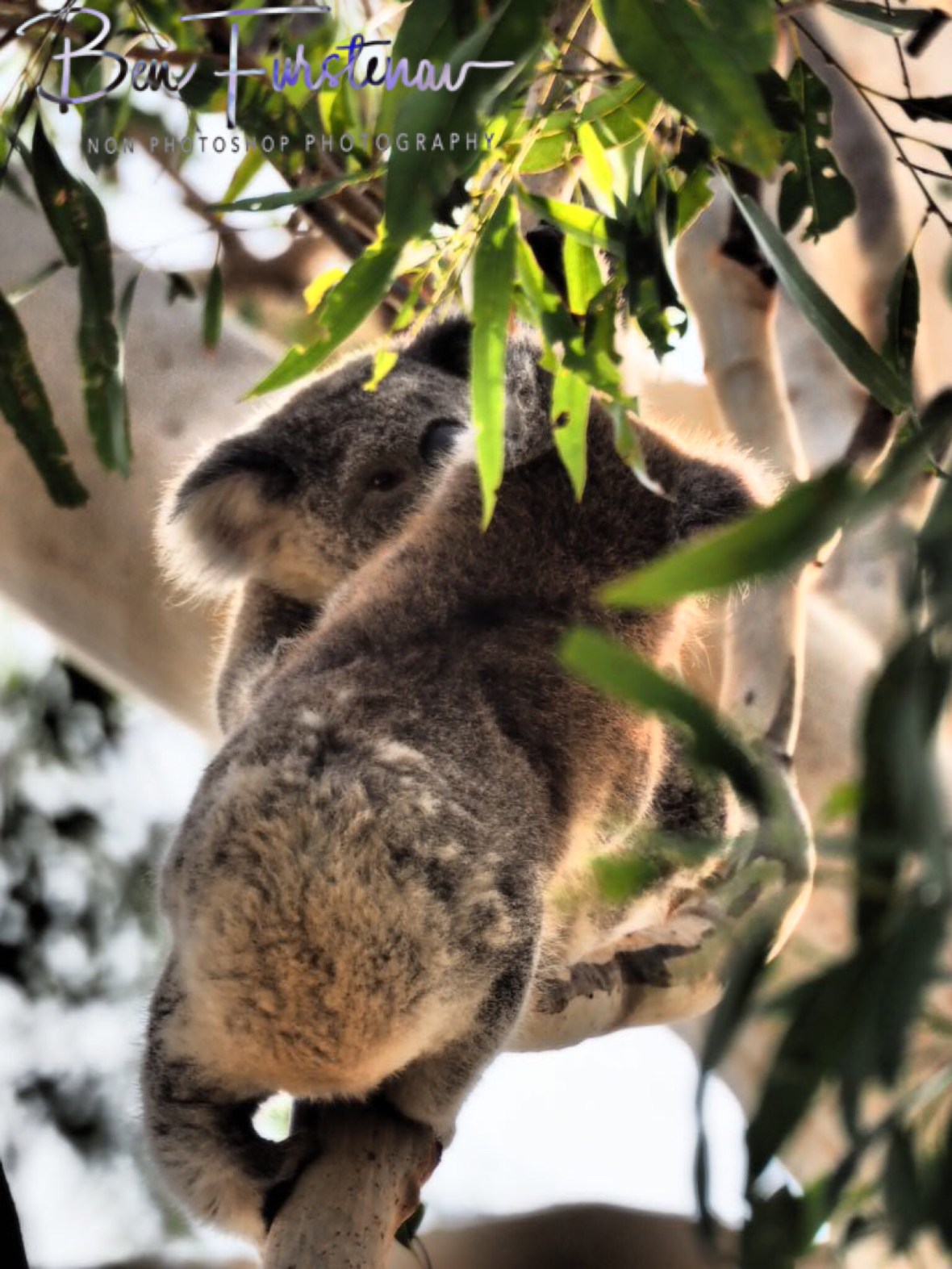 Happy reunion at Woodburn, Northern New South Wales, Australia