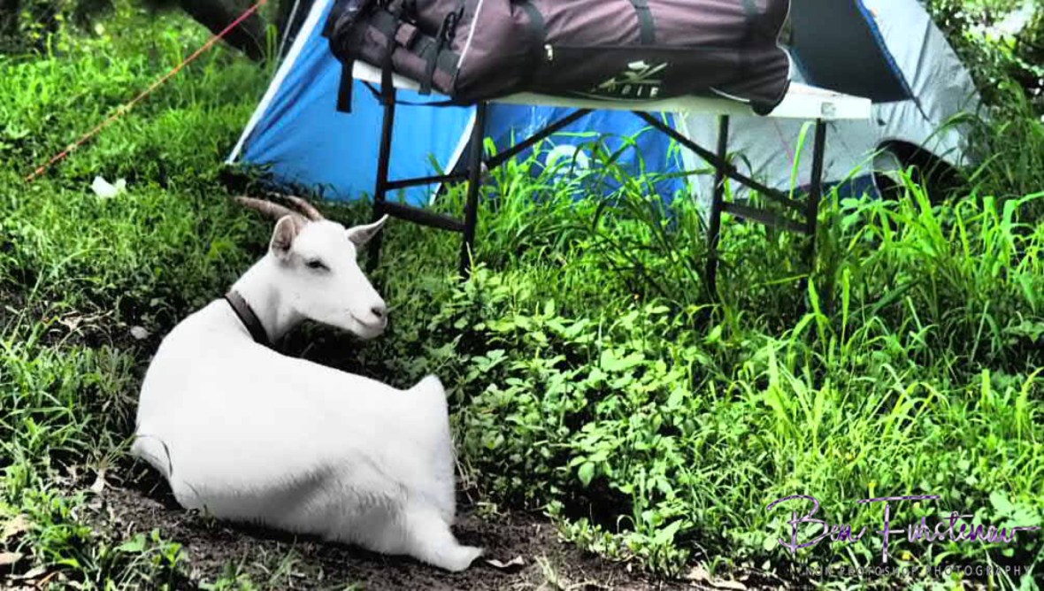 Something got her attention at Wyrallah, Northern New South Wales, Australia 