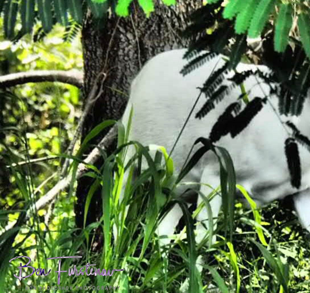 Something sneaking through the bush at Wyrallah, Northern New South Wales, Australia 