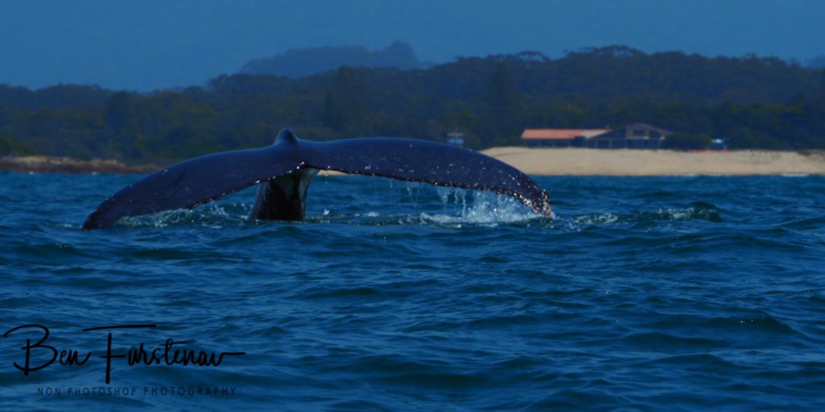 Farewell amazing creatures! at Coffs Harbour, New South Wales, Australia